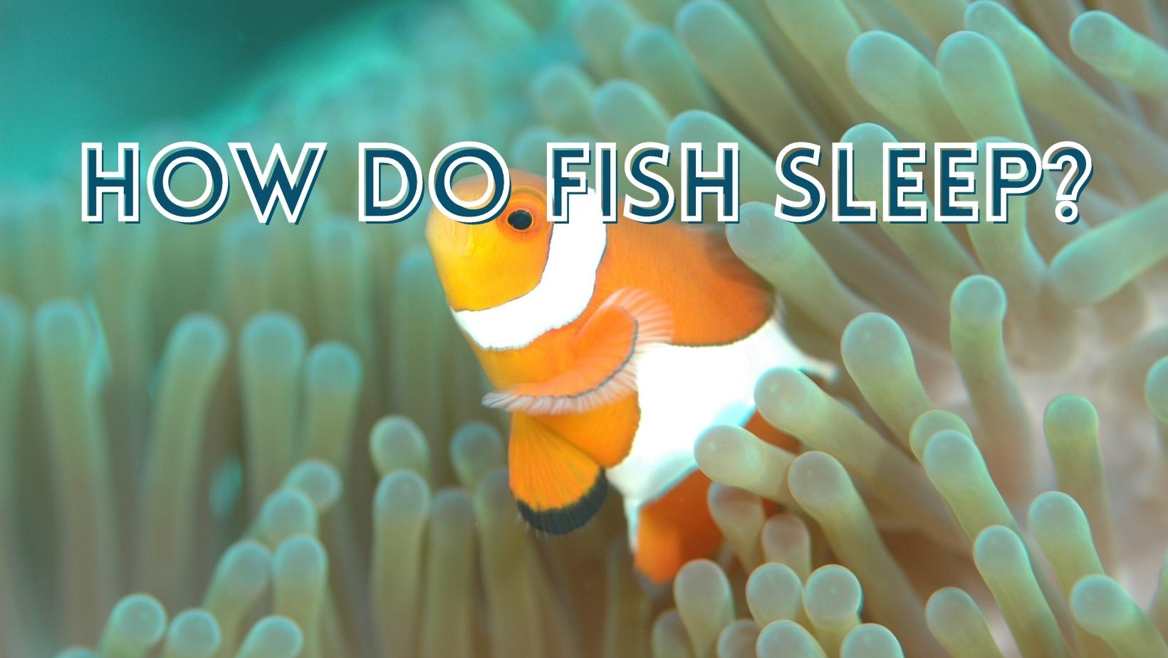 How Do Fish Sleep?