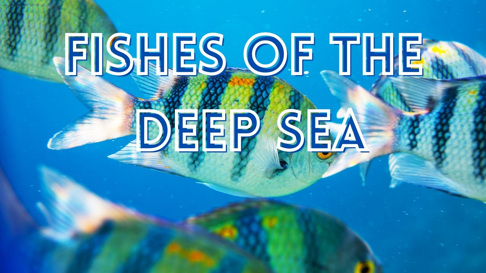 Deep sea fishes